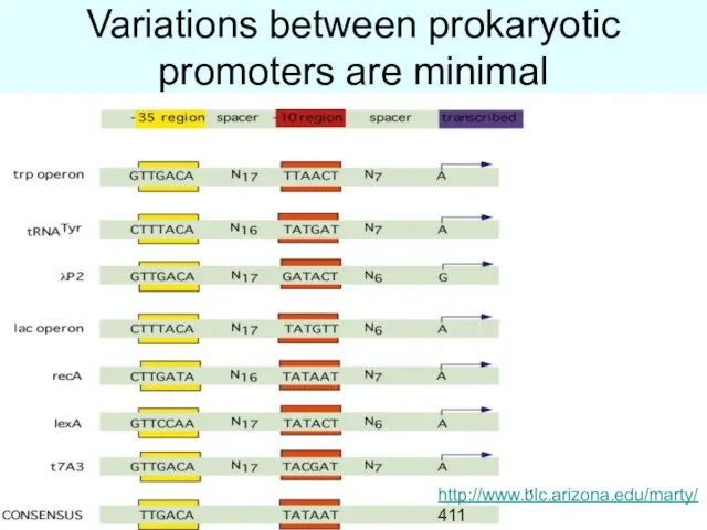 Variations between prokaryotic promoters are minimal http://www.blc.arizona.edu/marty/ 411