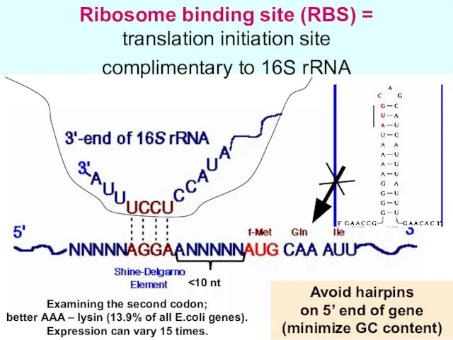 Ribosome binding site (RBS) = translation initiation site complimentary to 16S rRNA