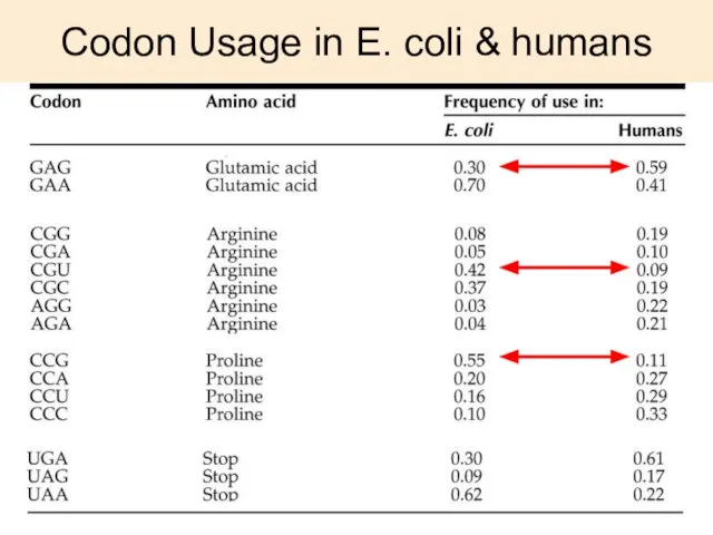 Codon Usage in E. coli & humans