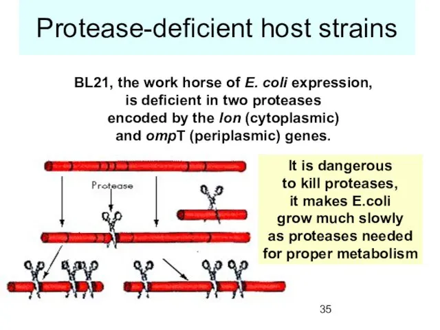 Protease-deficient host strains BL21, the work horse of E. coli expression, is
