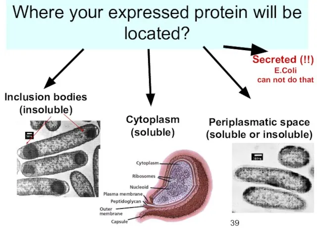 Where your expressed protein will be located? Inclusion bodies (insoluble) Cytoplasm (soluble)