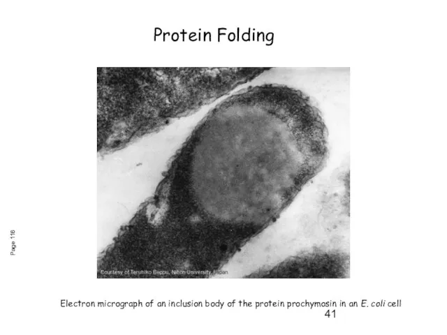 Electron micrograph of an inclusion body of the protein prochymosin in an
