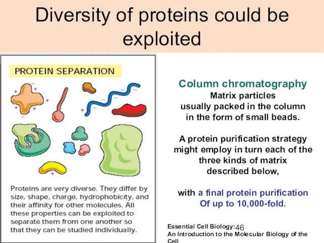 Diversity of proteins could be exploited Column chromatography Matrix particles usually packed
