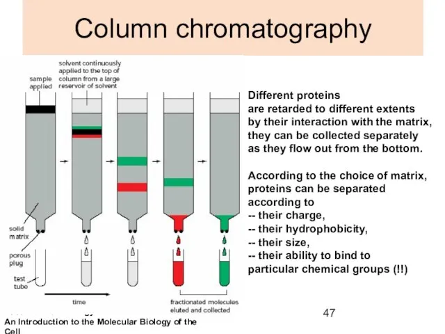 Column chromatography Different proteins are retarded to different extents by their interaction