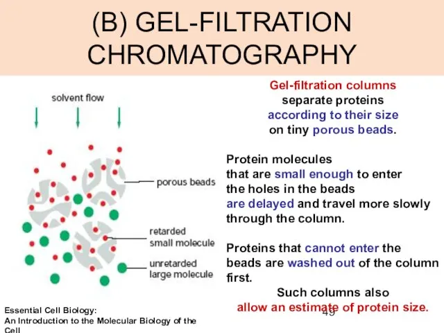 (B) GEL-FILTRATION CHROMATOGRAPHY Gel-filtration columns separate proteins according to their size on