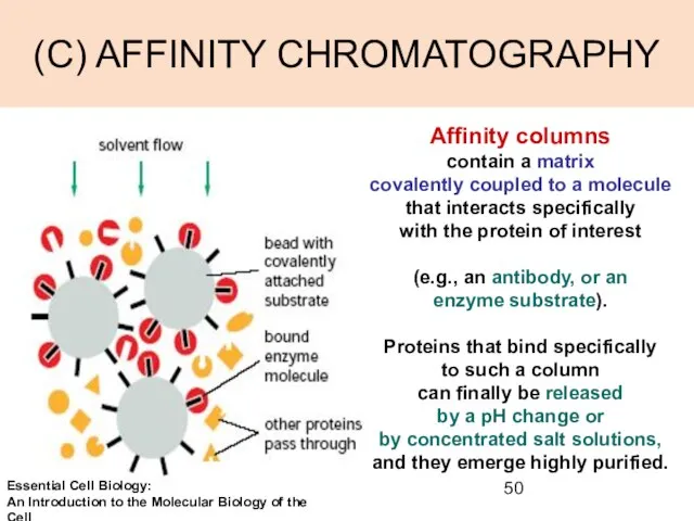 (C) AFFINITY CHROMATOGRAPHY Affinity columns contain a matrix covalently coupled to a