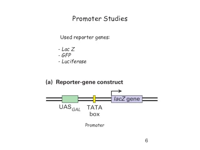 Promoter Studies Used reporter genes: Lac Z GFP Luciferase Promoter
