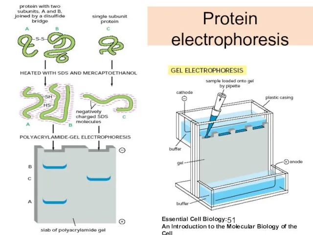 Protein electrophoresis Essential Cell Biology: An Introduction to the Molecular Biology of the Cell