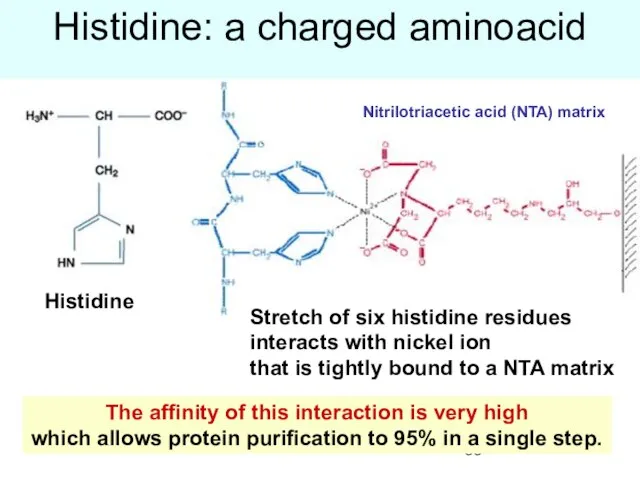 Histidine: a charged aminoacid The affinity of this interaction is very high