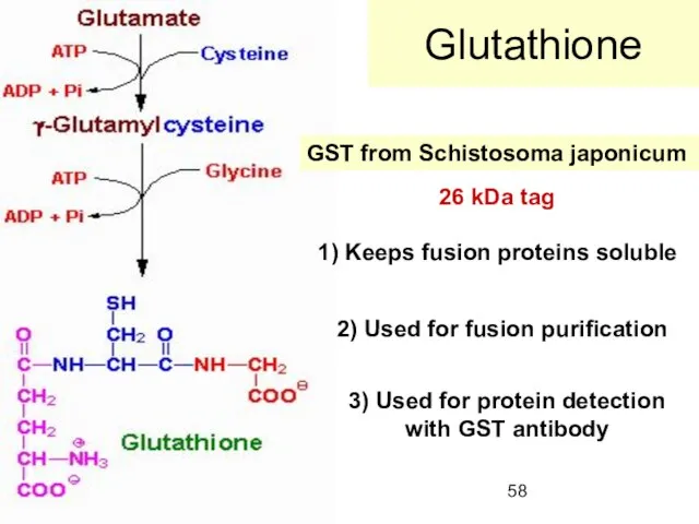 Glutathione GST from Schistosoma japonicum 1) Keeps fusion proteins soluble 2) Used