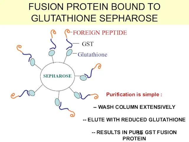 FUSION PROTEIN BOUND TO GLUTATHIONE SEPHAROSE Glutathione GST FOREIGN PEPTIDE SEPHAROSE Purification