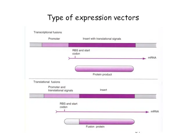 Type of expression vectors