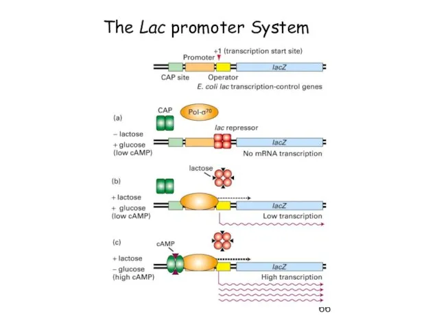 The Lac promoter System