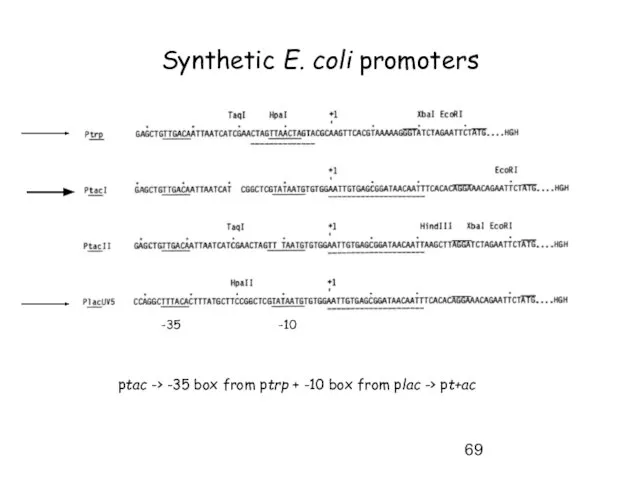 Synthetic E. coli promoters -35 -10 ptac -> -35 box from ptrp