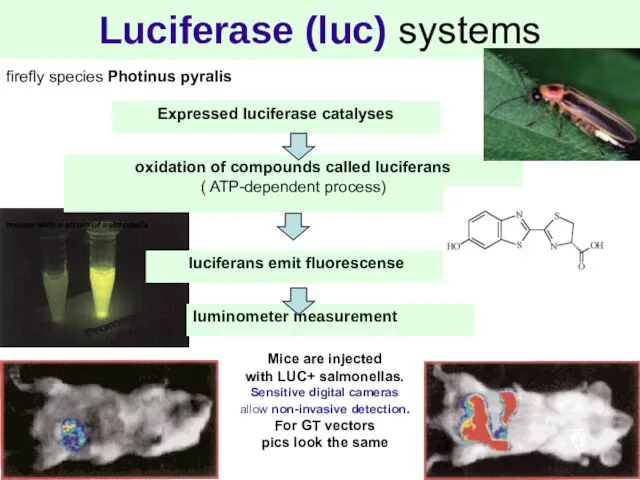 Luciferase (luc) systems firefly species Photinus pyralis oxidation of compounds called luciferans