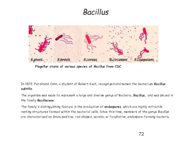Bacillus In 1872, Ferdinand Cohn, a student of Robert Koch, recognized and