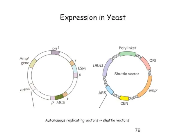 Expression in Yeast Autonomous replicating vectors -> shuttle vectors