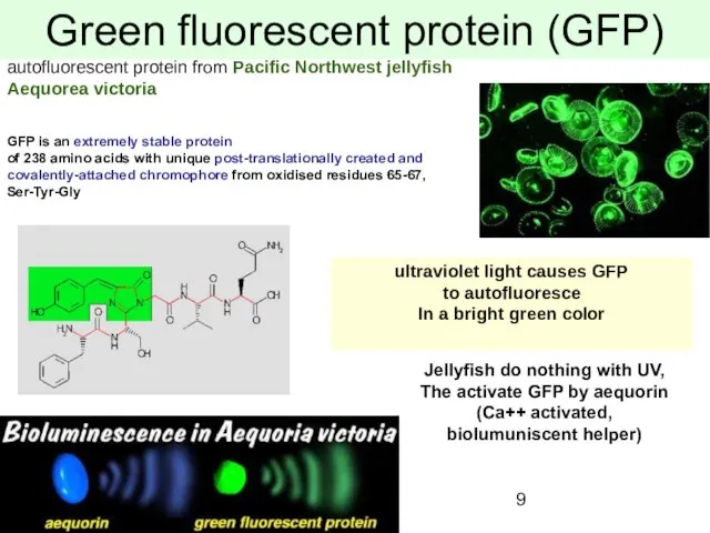 Green fluorescent protein (GFP) autofluorescent protein from Pacific Northwest jellyfish Aequorea victoria