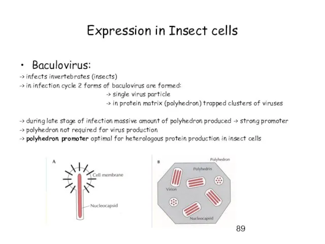 Expression in Insect cells Baculovirus: -> infects invertebrates (insects) -> in infection