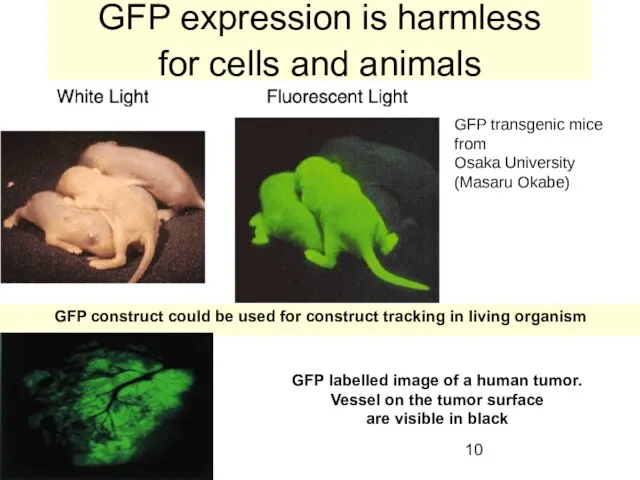 GFP expression is harmless for cells and animals GFP transgenic mice from