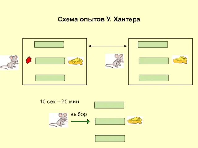 Схема опытов У. Хантера 10 сек – 25 мин