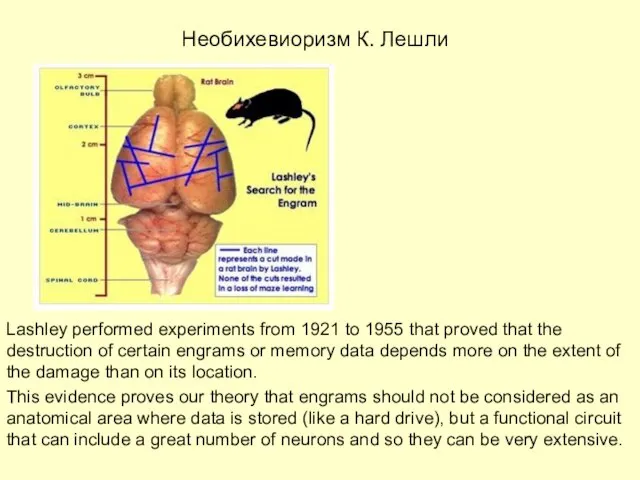 Необихевиоризм К. Лешли Lashley performed experiments from 1921 to 1955 that proved