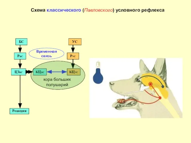 Схема классического (Павловского) условного рефлекса кора больших полушарий