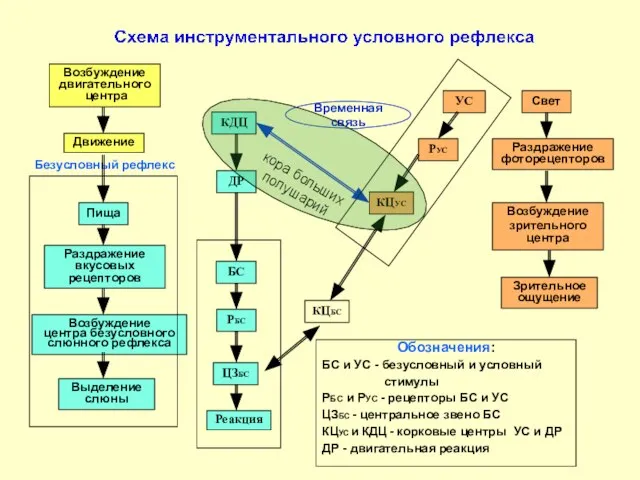 Безусловный рефлекс Свет Раздражение фоторецепторов Возбуждение зрительного центра КЦУС РУС УС Зрительное