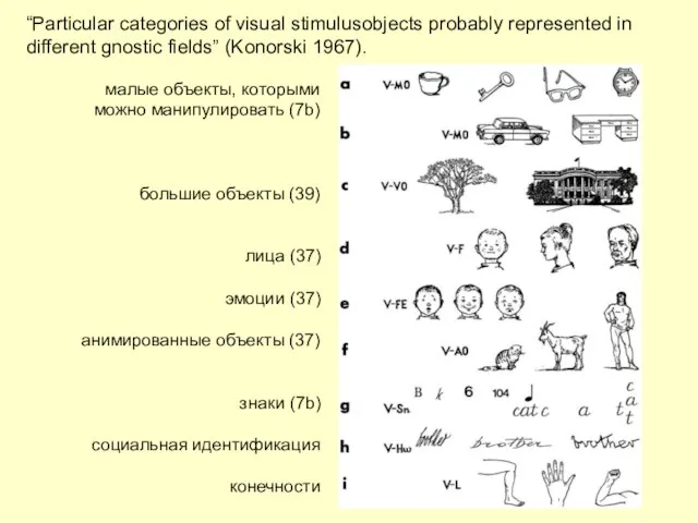 “Particular categories of visual stimulusobjects probably represented in different gnostic fields” (Konorski