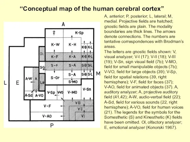 “Conceptual map of the human cerebral cortex” A, anterior; P, posterior; L,