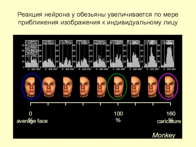 Реакция нейрона у обезьяны увеличивается по мере приближения изображения к индивидуальному лицу