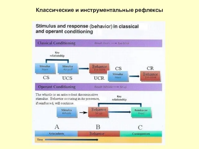 Классические и инструментальные рефлексы