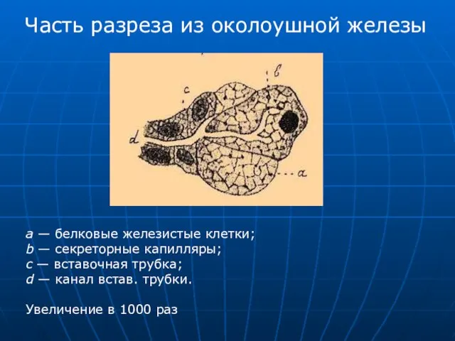 Часть разреза из околоушной железы а — белковые железистые клетки; b —