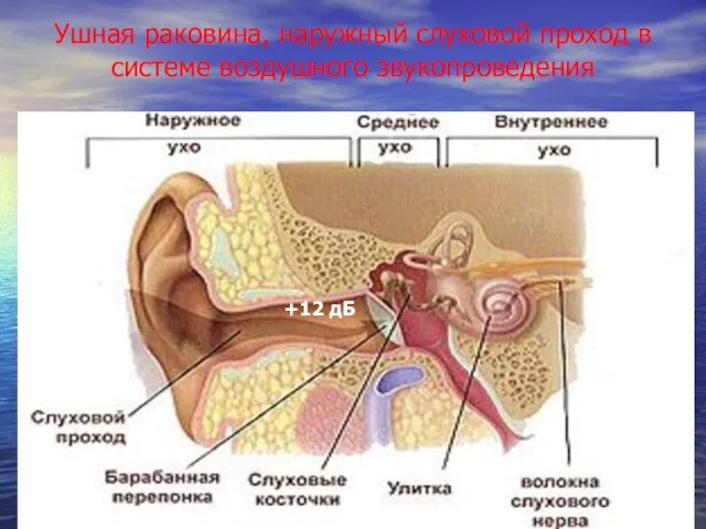 Ушная раковина, наружный слуховой проход в системе воздушного звукопроведения +12 дБ