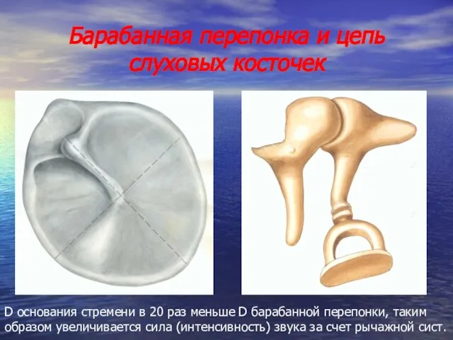 Барабанная перепонка и цепь слуховых косточек D основания стремени в 20 раз