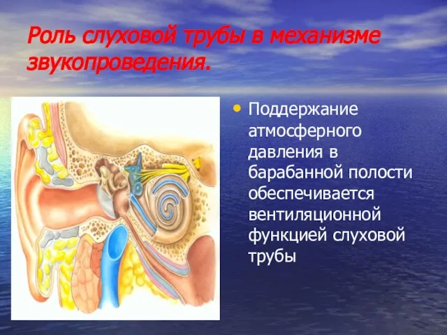 Роль слуховой трубы в механизме звукопроведения. Поддержание атмосферного давления в барабанной полости