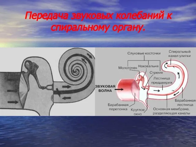 Передача звуковых колебаний к спиральному органу.