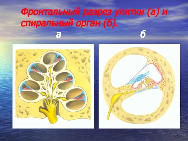 Фронтальный разрез улитки (а) и спиральный орган (б). а б