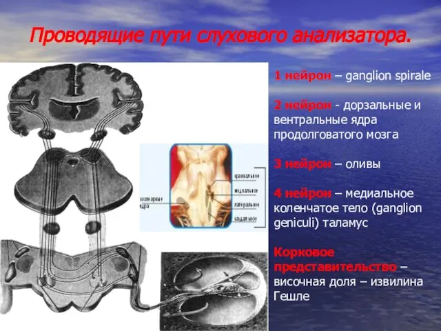 Проводящие пути слухового анализатора. 1 нейрон – ganglion spirale 2 нейрон -