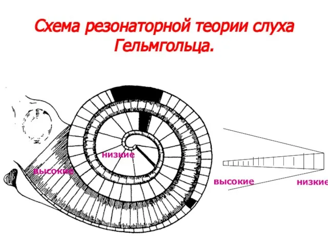 Схема резонаторной теории слуха Гельмгольца. низкие высокие высокие низкие