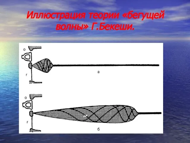 Иллюстрация теории «бегущей волны» Г.Бекеши.