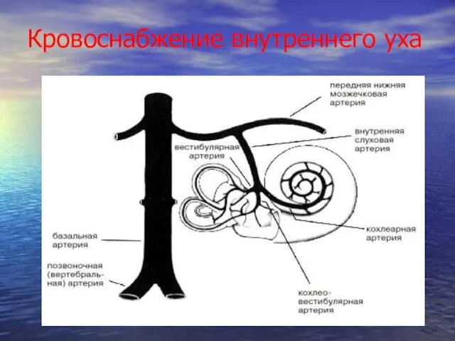 Кровоснабжение внутреннего уха