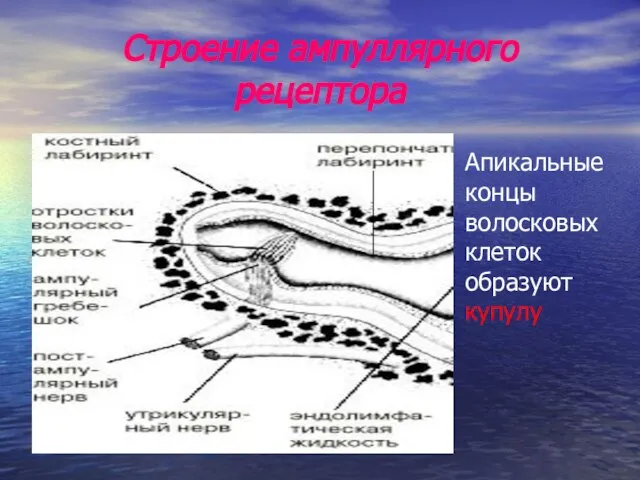 Строение ампуллярного рецептора Апикальные концы волосковых клеток образуют купулу