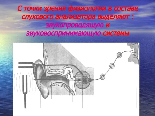 С точки зрения физиологии в составе слухового анализатора выделяют : звукопроводящую и звуковоспринимающую системы