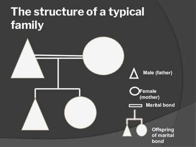 The structure of a typical family Male (father) Female (mother) Marital bond Offspring of marital bond