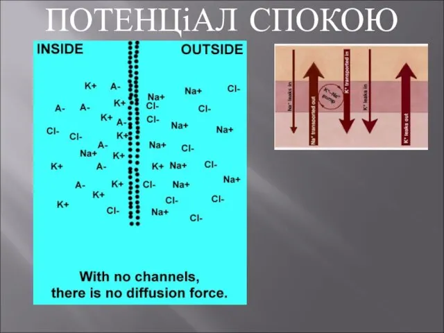 ПОТЕНЦіАЛ СПОКОЮ