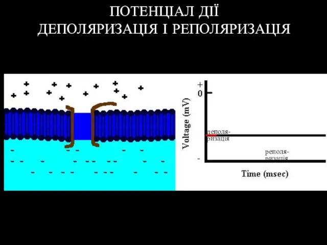 ПОТЕНЦІАЛ ДІЇ ДЕПОЛЯРИЗАЦІЯ І РЕПОЛЯРИЗАЦІЯ деполя- ризація реполя- ризація