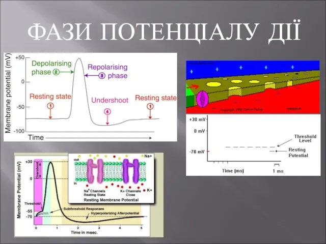 ФАЗИ ПОТЕНЦІАЛУ ДІЇ