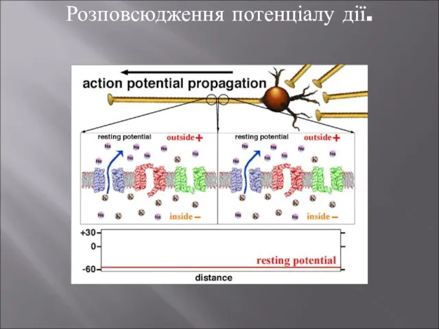 Розповсюдження потенціалу дії.