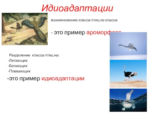 Идиоадаптации возникновение класса птиц из класса пресмыкающихся - это пример ароморфоза Разделение